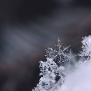 Christmas snow flake wallpaper