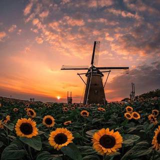 Vertical nature wallpaper