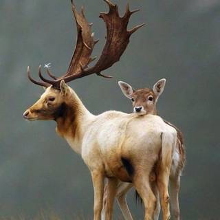 iPhone animals wallpaper