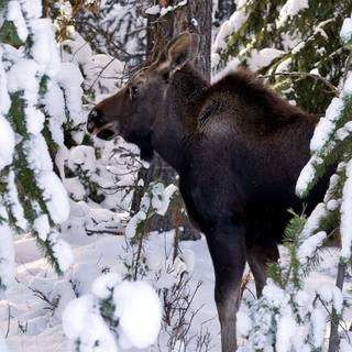 Moose winter wallpaper