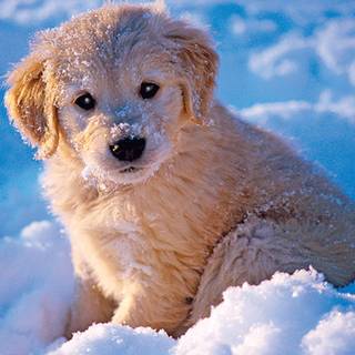 Cute winter puppy wallpaper