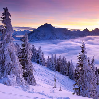 Winter purple wallpaper