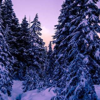Winter purple wallpaper