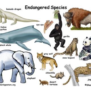 Species wallpaper