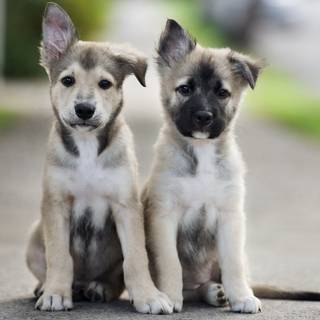 Cute winter puppy wallpaper