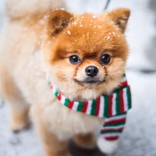 Cute winter puppy wallpaper