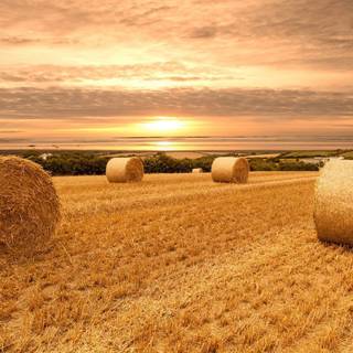 Hay bales wallpaper