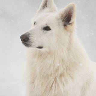 Winter dog iPhone wallpaper