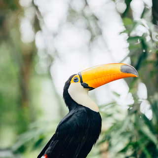 Baby toucan wallpaper