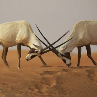 Arabian desert wallpaper