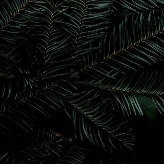 Amoled Christmas iPhone wallpaper