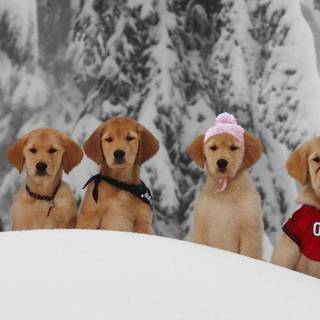 Snow Buddies B-Dawg wallpaper