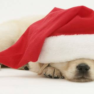Christmas animals cute wallpaper