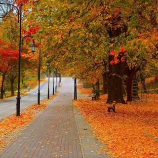 Autumn fall road wallpaper