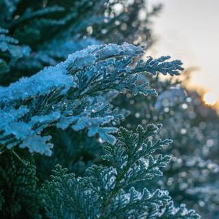 Winter leaves 4k wallpaper