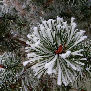 Christmas pines wallpaper
