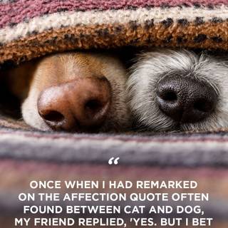 Dog quotes wallpaper