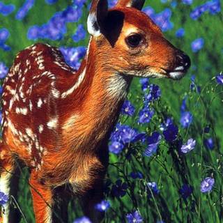Baby deers wallpaper