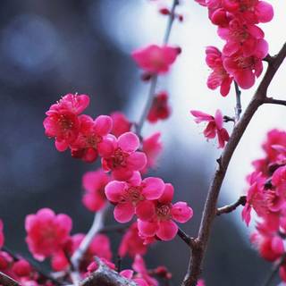 4k iPhone Sakura wallpaper