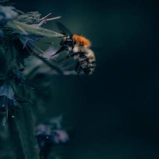 Animal phone wallpaper