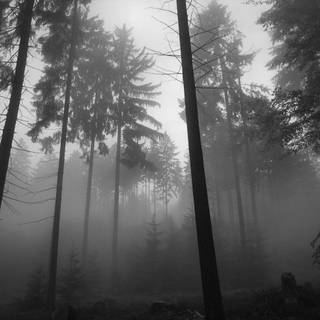 Aesthetic foggy forest wallpaper