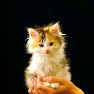 Roblox Kitty wallpaper