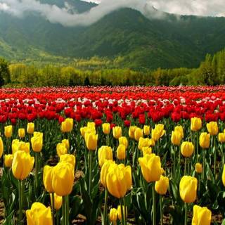 Indira Gandhi Tulip Garden wallpaper