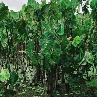 Green aesthetic plant wallpaper