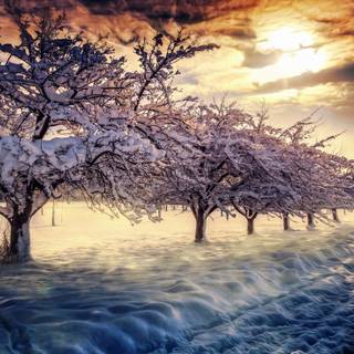 Sunrise with snow wallpaper