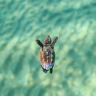 Baby tortoise wallpaper