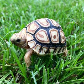 Baby tortoise wallpaper