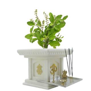 Tulsi plant wallpaper