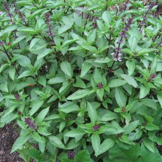 Tulsi plant wallpaper