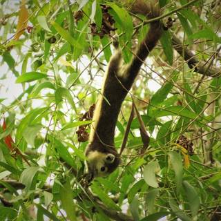 Spider-monkey wallpaper