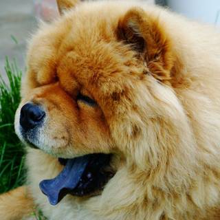 Chow Chows wallpaper