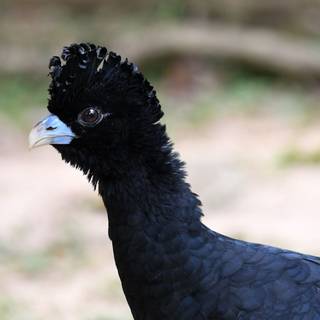 Blue-billed curassow wallpaper