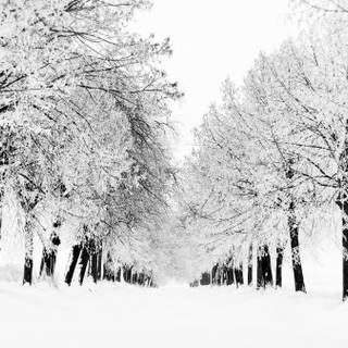 Winter season wallpaper