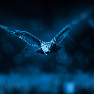 Night owl wallpaper