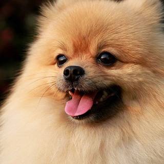 Pomeranian winter wallpaper