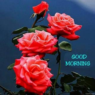 Good morning flowers wallpaper