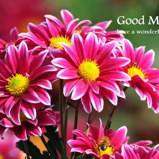 Good morning flowers wallpaper