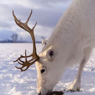 White Reindeer wallpaper