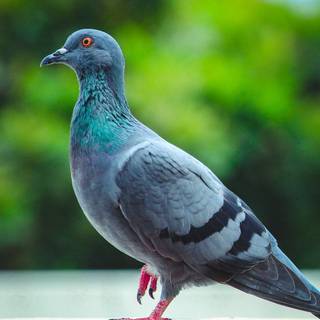 Pigeon bird wallpaper