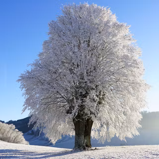 Winter Chromebook wallpaper