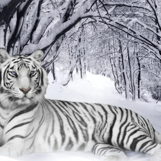 Winter Chromebook wallpaper