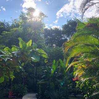 Osa Lovely wallpaper