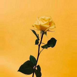 Yellow aesthetic PC wallpaper