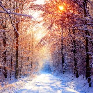 Winter beauty wallpaper