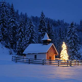 Winter beauty wallpaper