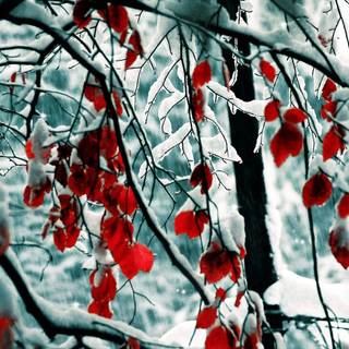 HD winter scenes wallpaper